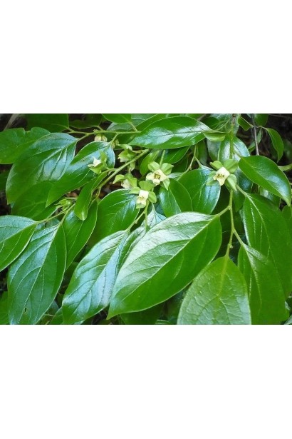 Diospyros virginiana x kaki ‘Mount Hoverla’